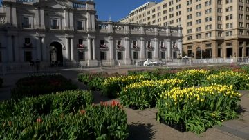 210922-02 LA MONEDA CELEBRA EL DÍA DEL TULIPÁN 08