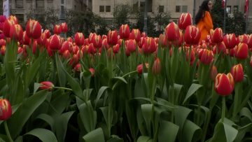 22092302 APOYO DIA DE LOS TULIPANES 06