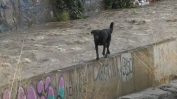 13062407 APOYO PERRO RÍO MAPOCHO 4