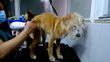 11072610 APOYO Y DECLARACIONES PELUQUERÍA CANINA EN ESTACIÓN CENTRAL 01